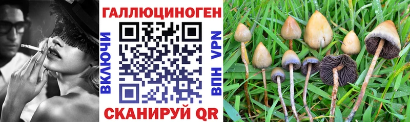 Галлюциногенные грибы Psilocybe  Купить закладки  Егорьевск 